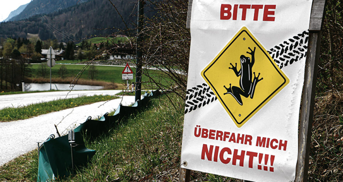Engagierte Helfer schützen Kramsachs Frösche