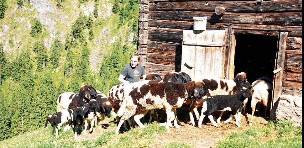 Wolf/Bär: Abschuss-Plan für Raubtiere Lösung?