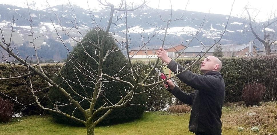 Obstbaumschnitt vom Profi!
