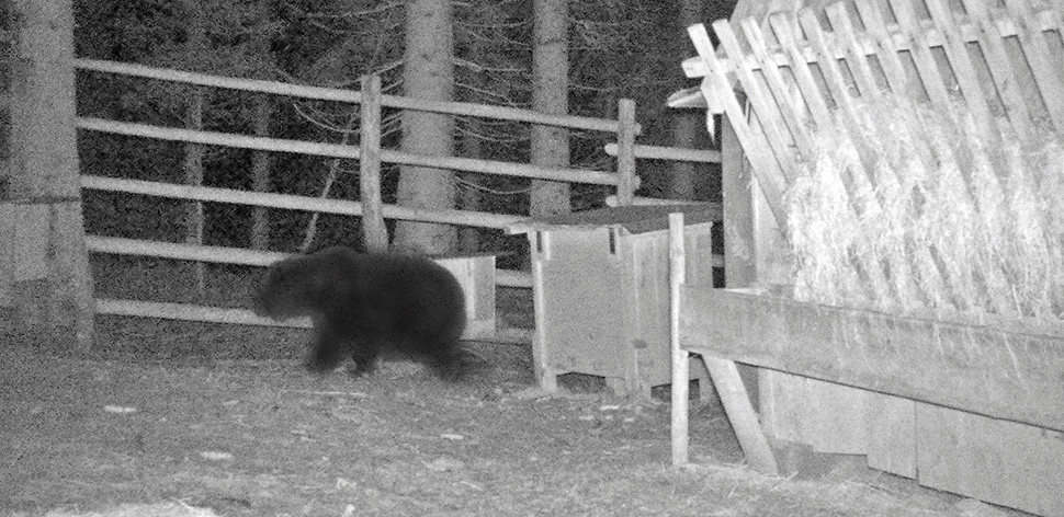 Brandenberg: Bär gekommen um zu bleiben?