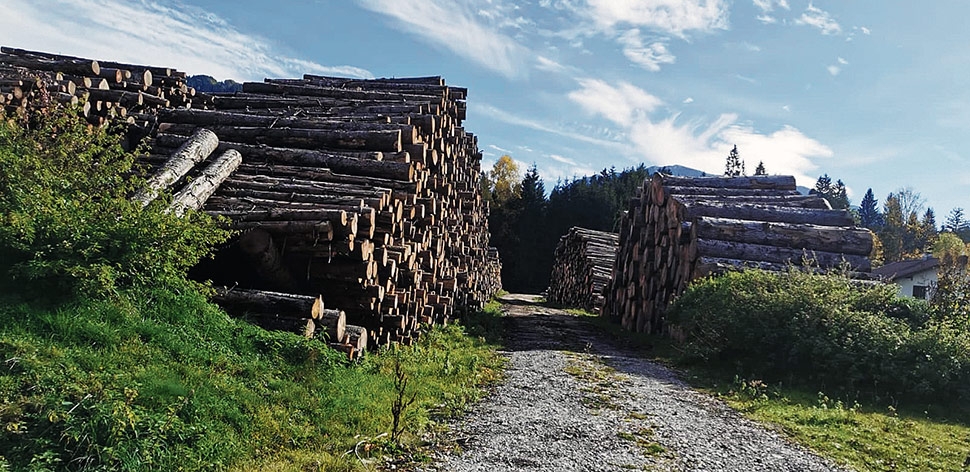 Achenkirch: Sorge wegen „Käfer-Holz-Lager“