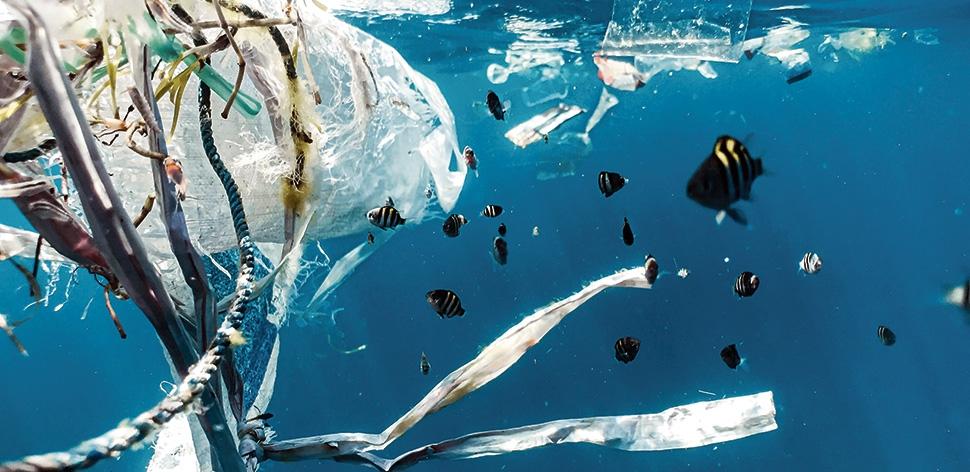 Allergien, Übergewicht, Unfruchtbarkeit: Danke Plastik!