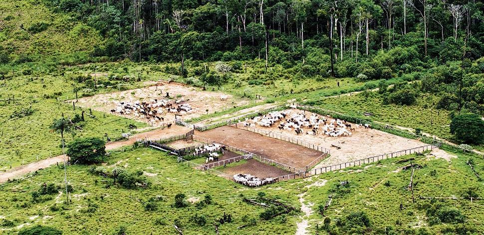 GREENPEACE verurteilt EU-MERCOSUR-Pakt