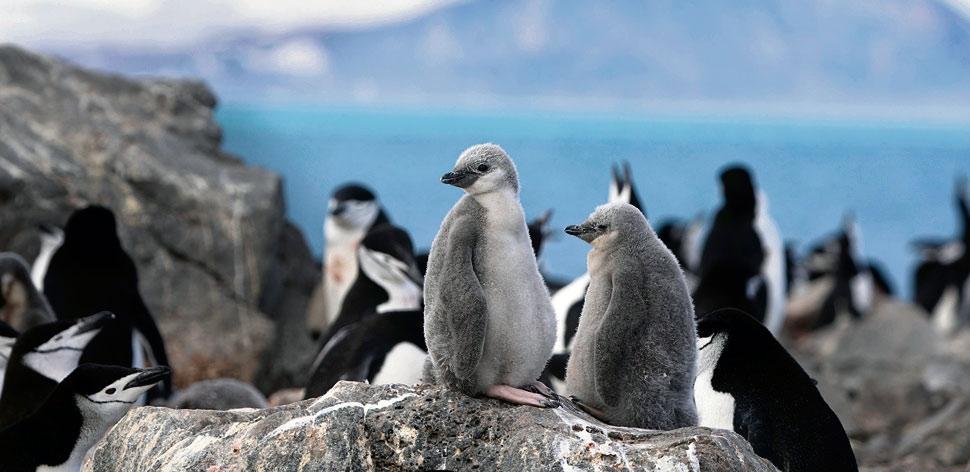 Pinguine in Antarktis kurz vor Verschwinden