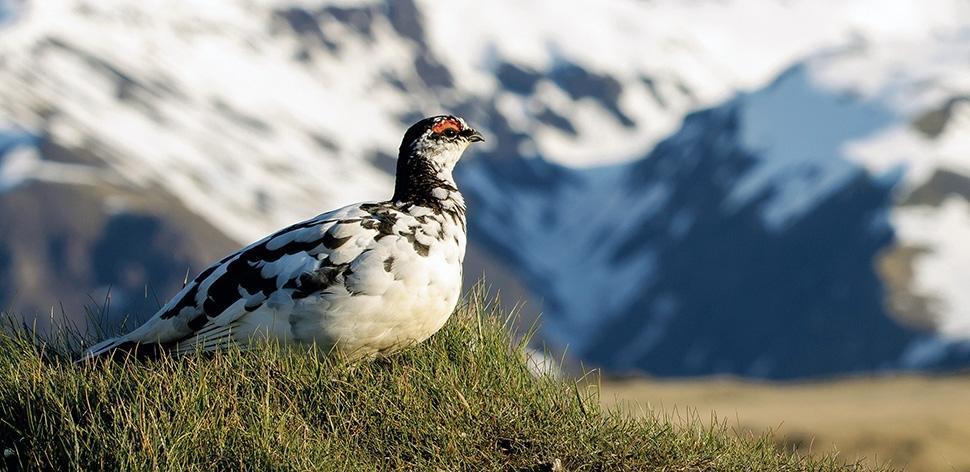 Greenpeace-Studie: Drastisches Artensterben