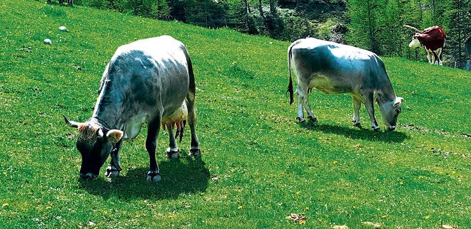 Alm-Kühe: Wo Hirn fehlt, kommen Zäune…