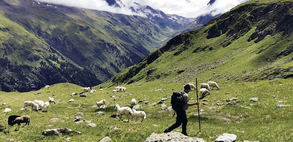 Herdenschutz in Tirol nur teilweise machbar