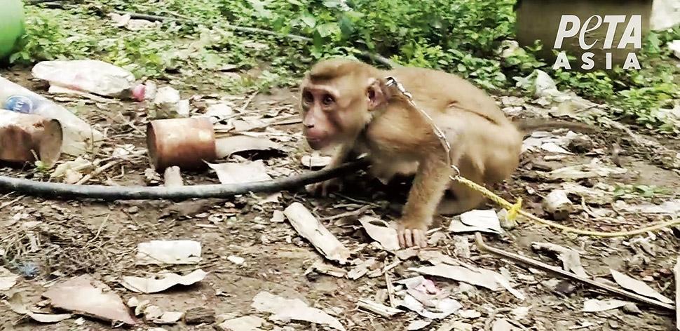 Thailand: Affenarbeit in Kokosindustrie!