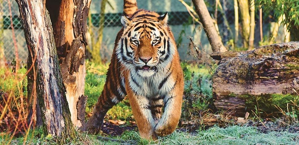 Katzen Corona-Überträger? Tiger positiv getestet!
