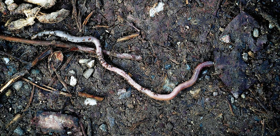 Nackt und schleimig: Der Regenwurm ist mehr!