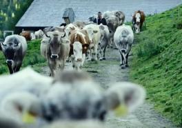 Das System Milch