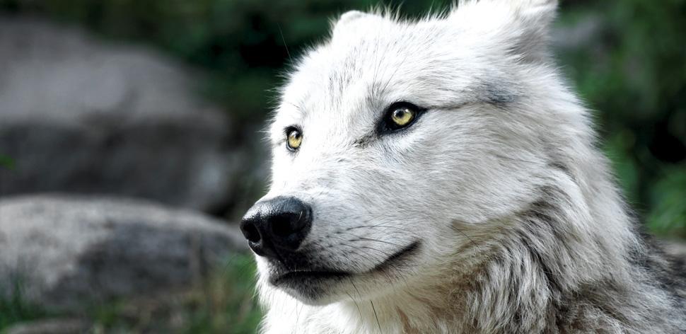 Wolfs-Sichtungen und gerissene Tiere!