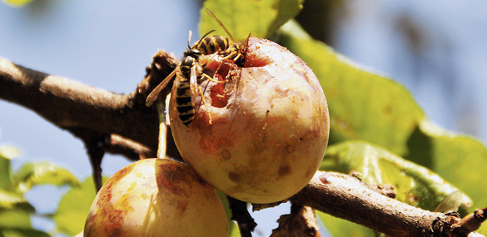 Wespen: Was hilft dagegen?