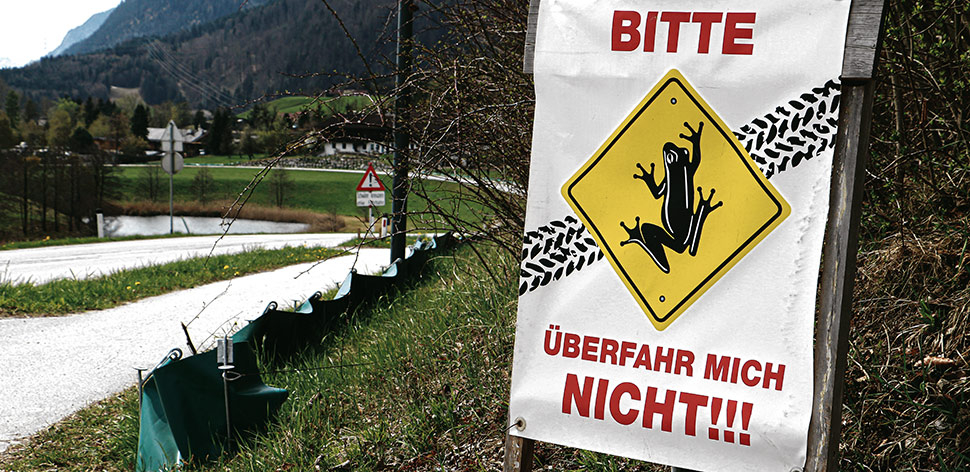 Engagierte Helfer schützen Kramsachs Frösche