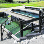 Fisch Anlage 02