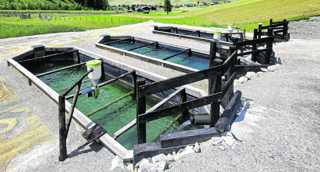 „Da Bergfisch“: Du bist, was du isst!