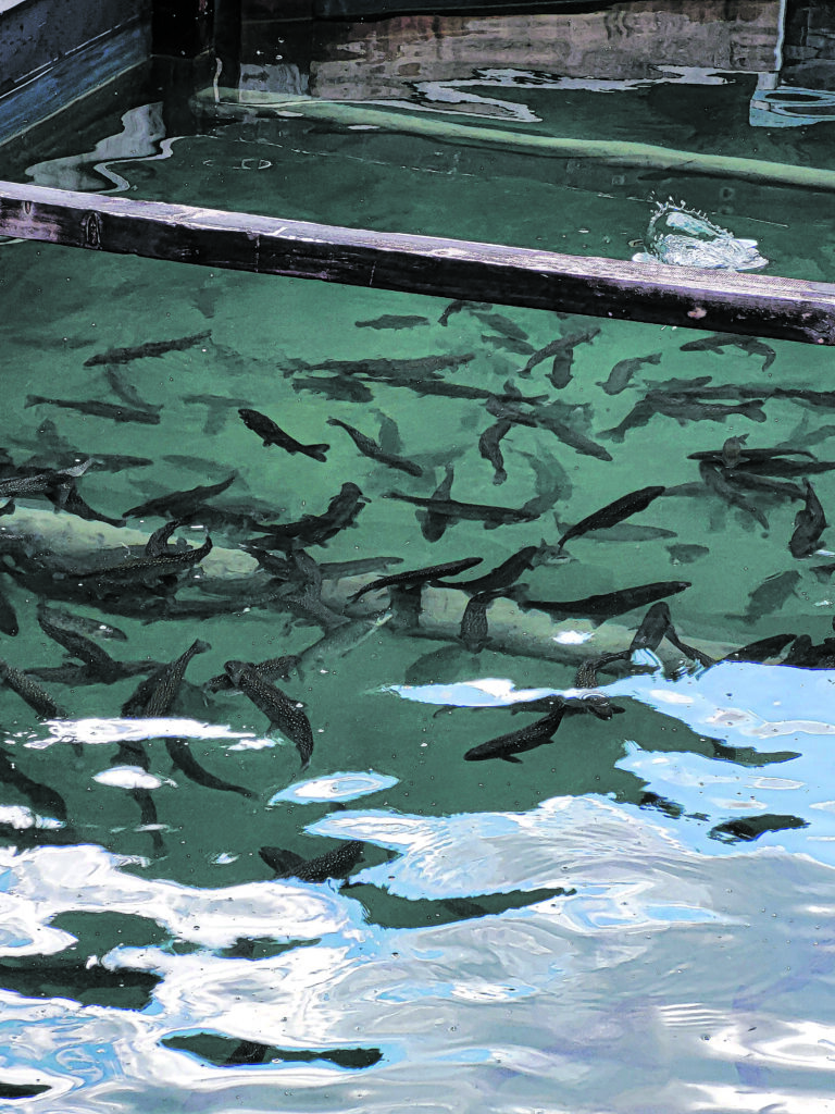 Fische 06